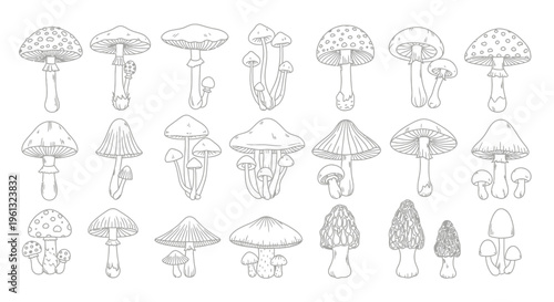 Assortment of various edible and poisonous wild mushrooms drawn in.