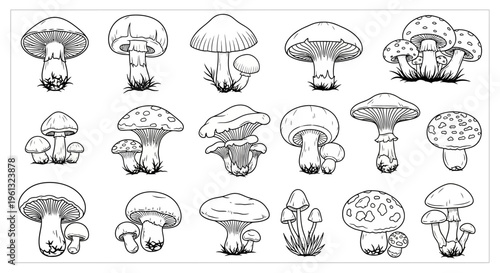 Assortment of eighteen detailed edible and inedible mushrooms with.