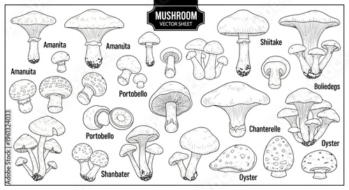 Detailed vector sheet showcasing different labeled mushroom varieties.