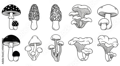 Collection of various edible and poisonous fungi displayed in simple.