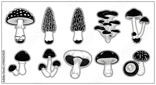Assortment of various edible and poisonous fungi shown in detailed.