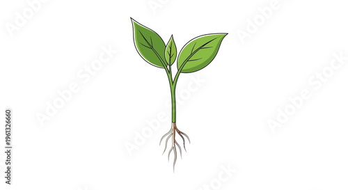 New Life Emerges: A vibrant green seedling, with its delicate leaves and intricate roots, symbolizes the beginning of new growth, vitality, and the interconnectedness of life.
