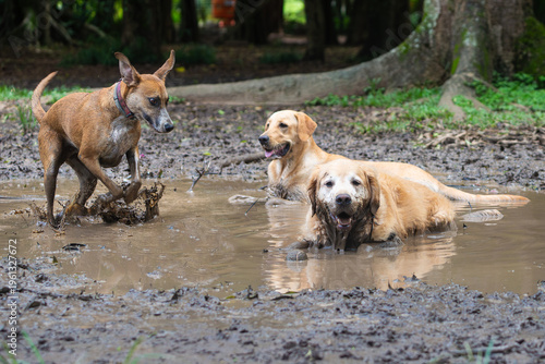 Three dogs playing in muddy puddle outdoors