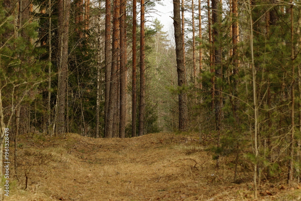 Obraz premium A mysterious path in the forest