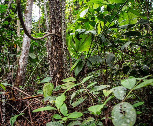 foliage in the amazon jungle