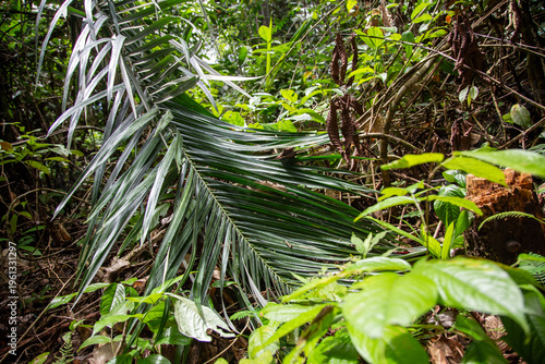 palm fronds in the amazon jungle