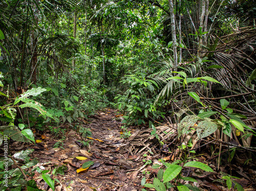 Path in the Amazon jungle