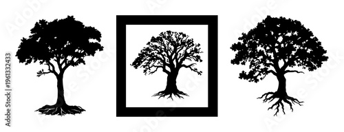 Oak tree with roots silhouette set with darkened bark texture and expansive root network featuring tree, oak, nature, botanical line art with black and white and illustration