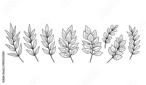Thin Line Botanical Leaf Branches Horizontal Outline Vector Set Hand Drawn Floral Elements
