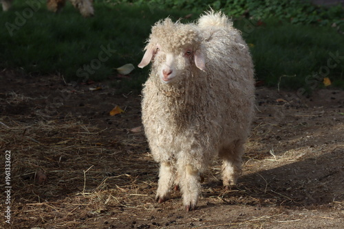 Fotografie An angora goat in the field.