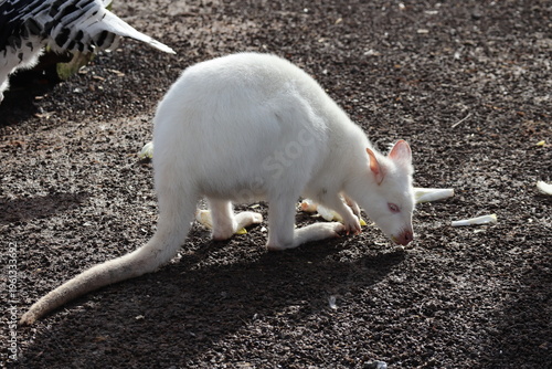 White  albino kangaroo in te field