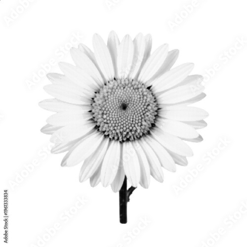 Halftone Daisy Flower Black and White Simple Floral Vector Illustration