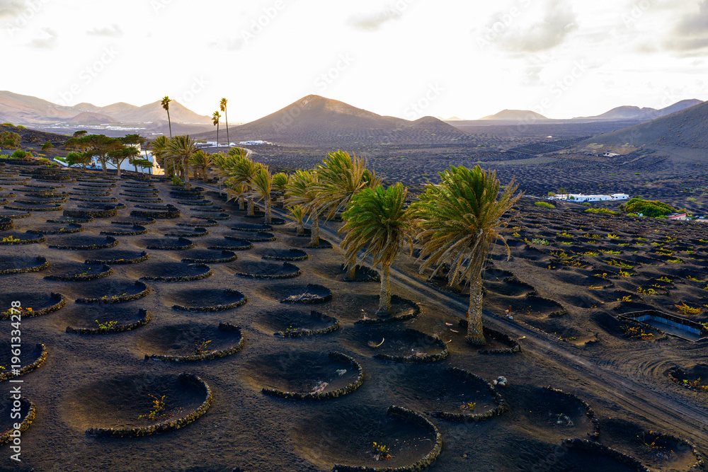 Fototapeta premium La Geria, Lanzarote, Canary Islands, Spain