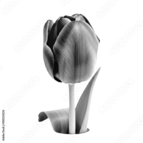 Halftone Tulip Flower Black and White Minimal Floral Vector Illustration