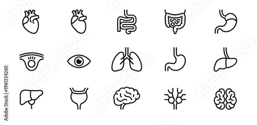 Essential vector set of human internal organs depicted with modern line art icons, suitable for medical textbooks, scientific research, and health education materials, isolated on white.