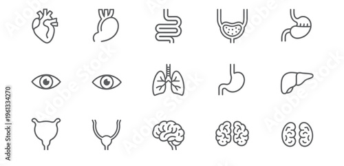 Clean vector illustration of human internal organs in a precise line art style, perfect for medical websites, educational content, and healthcare promotional materials, on a white background.