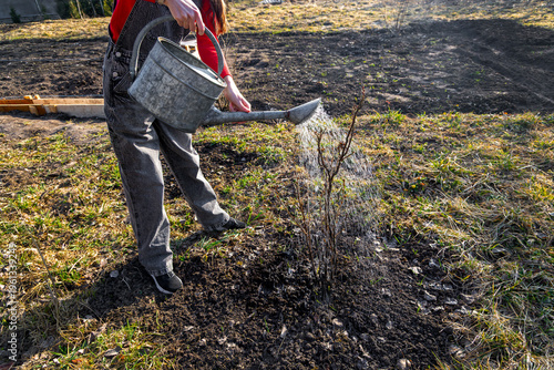 Young Woman Watering Shrub in Spring Garden. Young woman waters a newly planted shrub with a metal watering can in a sunny backyard garden during spring care.
