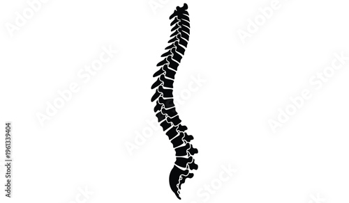 Silhouette of a detailed spine and backbone structure in black on a white background