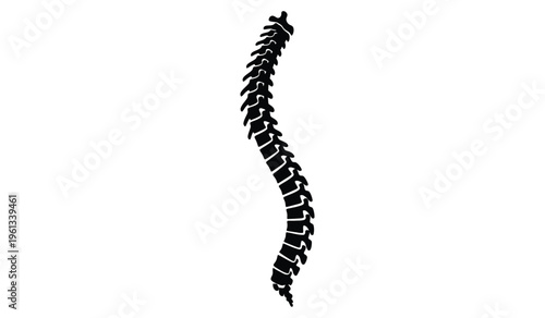 Silhouette of a human spine against a white background detailed medical illustration in black