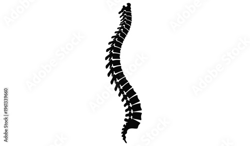 Silhouette of a human spine against a white background detailed medical illustration