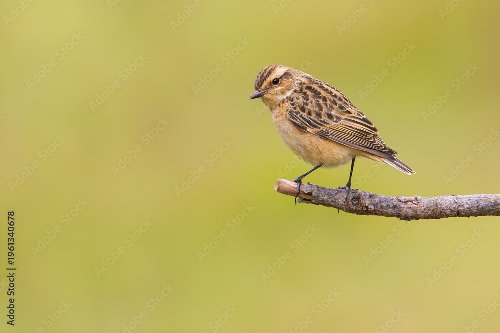 Fototapeta premium Whinchat is on a branch