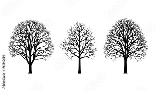 Three bare tree silhouettes against a white background winter landscape features silhouette