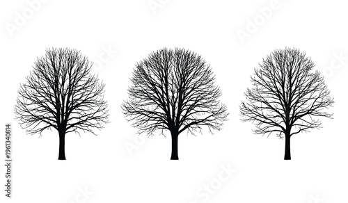 Three bare trees in silhouette against a white background
