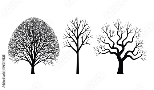 Three bare trees in silhouette on white background