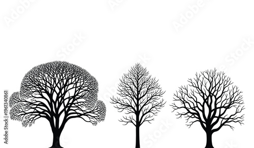 Three tree silhouettes with varying foliage density against a white background silhouette