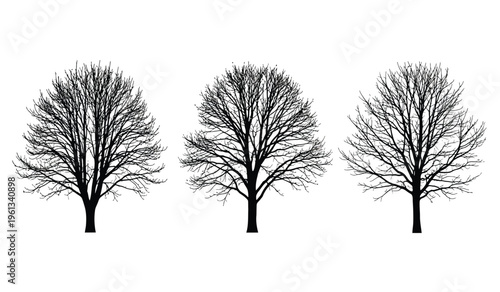 Three bare trees in silhouette against a white background