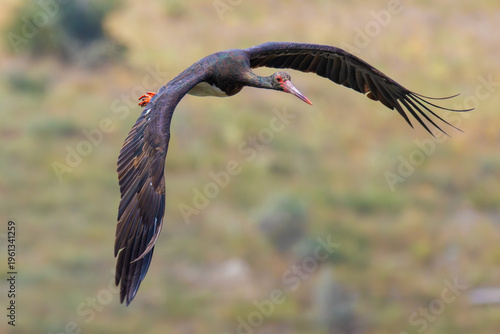 Black Stork is flying over the fields