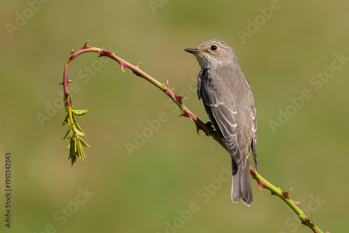 Spotted Flycatcher on a branch