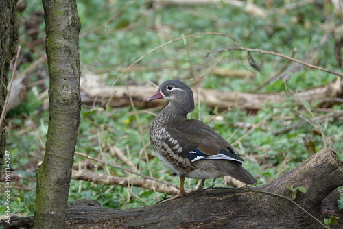 the female mandarin duck (Aix galericulata) UK woodland during early spring