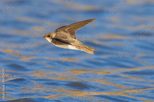 Sand Martin is flying over the lake
