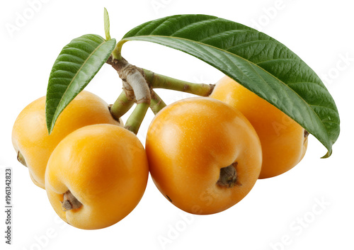 Loquat fruits with green leaves on a branch yellow isolated on a transparent background