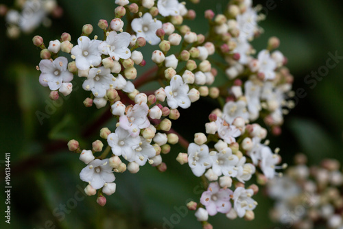 Tinus Compactum viburnum flower. White and pink viburnum flowers and buds on a branch in the garden, close-up. Spring flower background.
