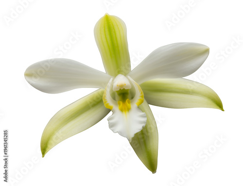White orchid flower with green and yellow accents isolated on a transparent background