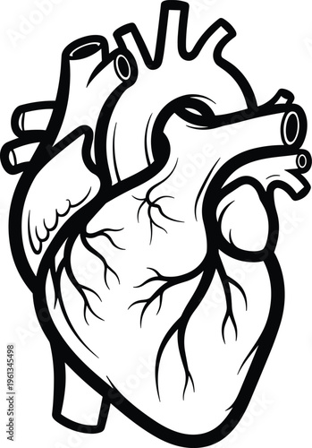 Black and white of a human heart black and white anatomy medical cardiovascular