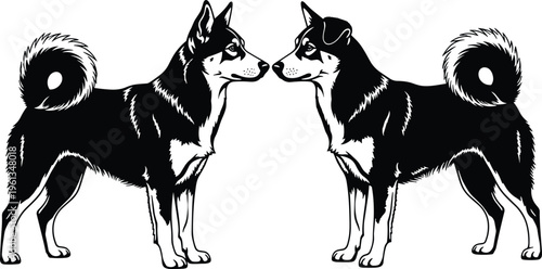 Two husky dogs facing each other in black and white animal pets