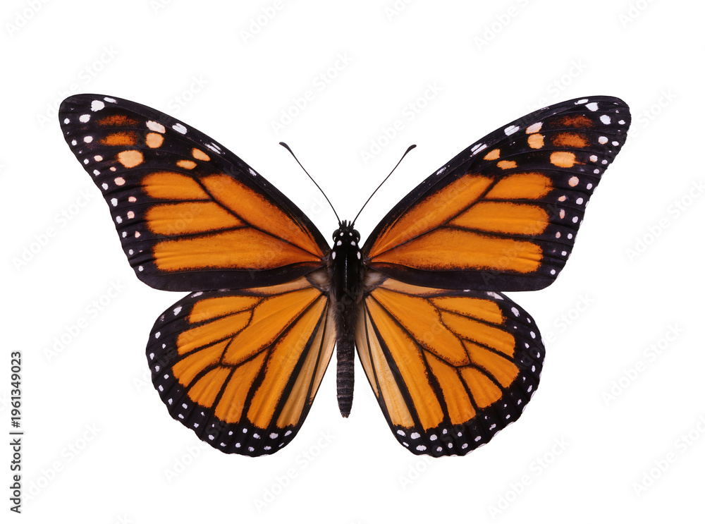 Fototapeta premium Isolated elegant monarch butterfly showcasing its vibrant orange and black wings in detail