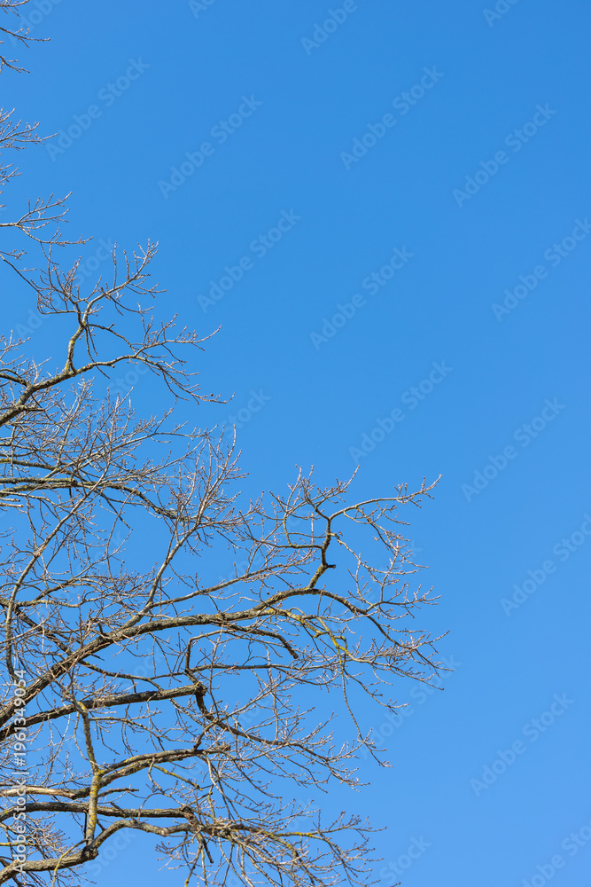 Obraz premium A low-angle shot of bare tree branches featuring small spring buds reaching into a vibrant, cloudless blue sky with ample copy space.