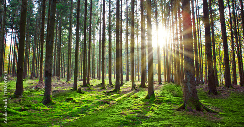 Summer forest with bright sun shining through the trees.