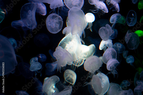 Photography Glowing jellyfish in dark water, Bioluminescent marine life, deep sea underwater