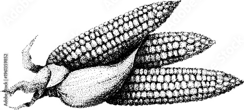 Three corn cobs with detailed kernels in black and white stippling dot engraving for agricultural background and food packaging design