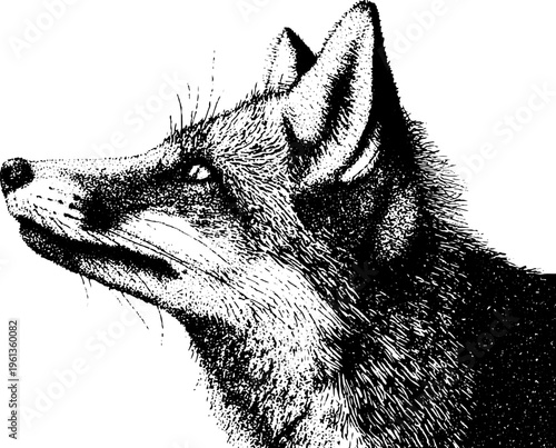 Stippled black and white fox head profile in detailed ink for tattoo design poster background and wildlife art