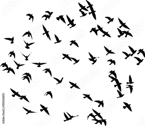 A large flock of birds in flight on a white background