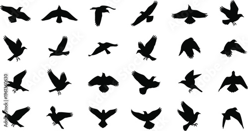 Collection of black bird silhouettes in various flight positions