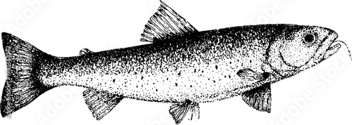 Stippled vintage fish engraving with scale texture and fillet pattern for background and packaging design