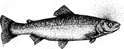 Stippled vintage fish engraving with lateral line and scale texture for background and label design