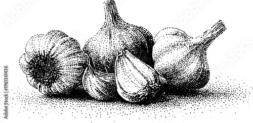 Black and white stippled garlic bulbs and cloves composition drawing for cookbook background, label design and botanical study with detailed dotwork